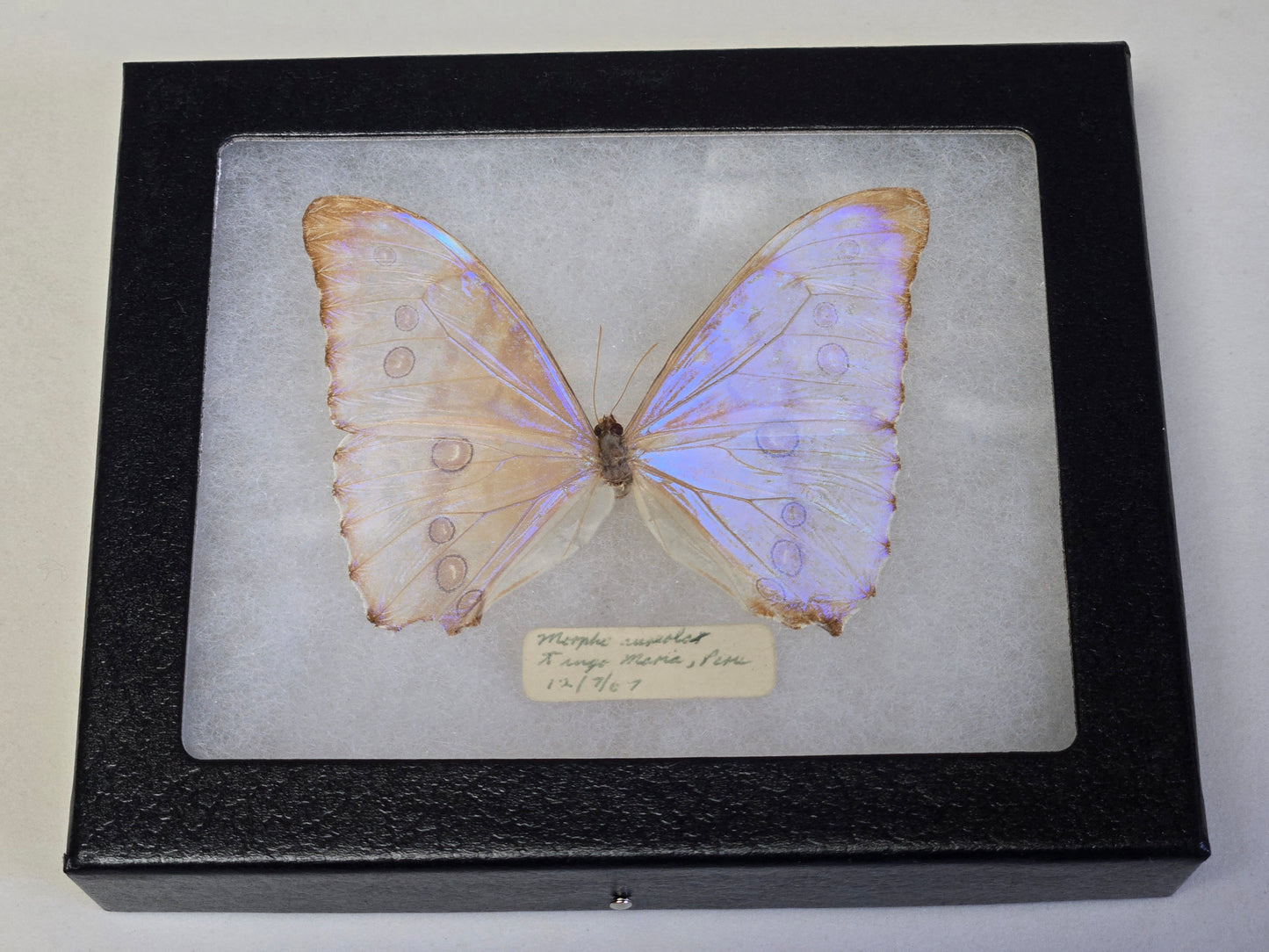 Vintage 1967 Morpho aurora Framed