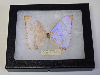 Vintage 1967 Morpho aurora Framed