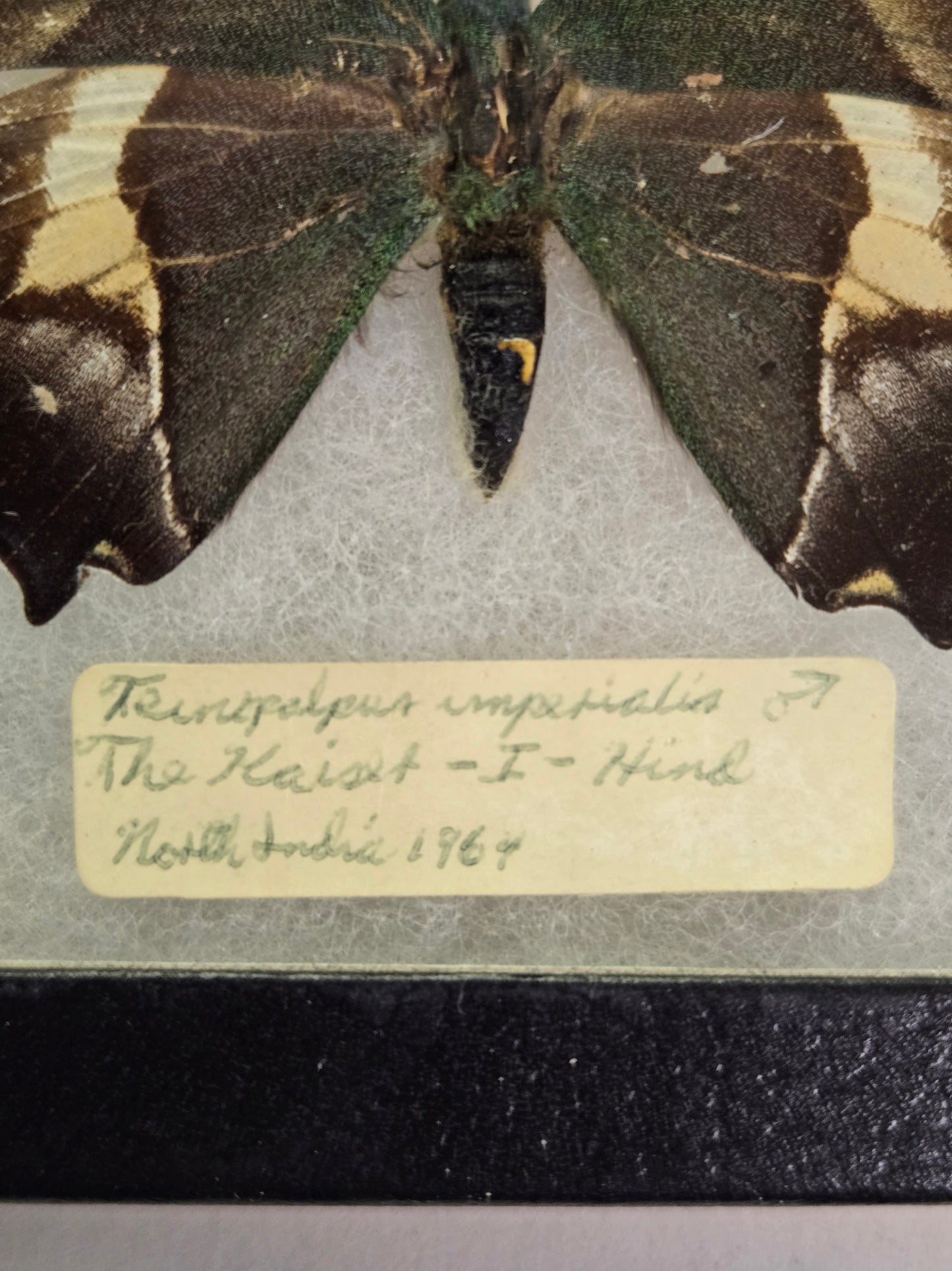 EXTREMELY RARE! Teinopalpus imperialis, the Kaiser-i-Hind, India 1964