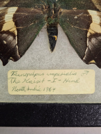 EXTREMELY RARE! Teinopalpus imperialis, the Kaiser-i-Hind, India 1964