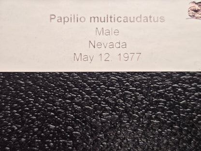 Framed Papilio multicaudata 1977