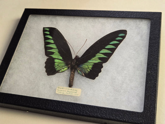 Vintage 1967 Birdwing Butterfly Troides Brookiana Framed