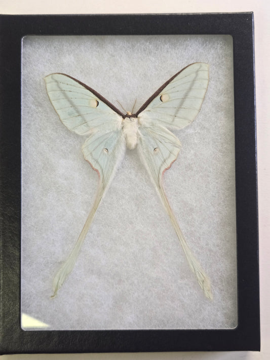 Framed Actias species, Unidentified Moon Moth