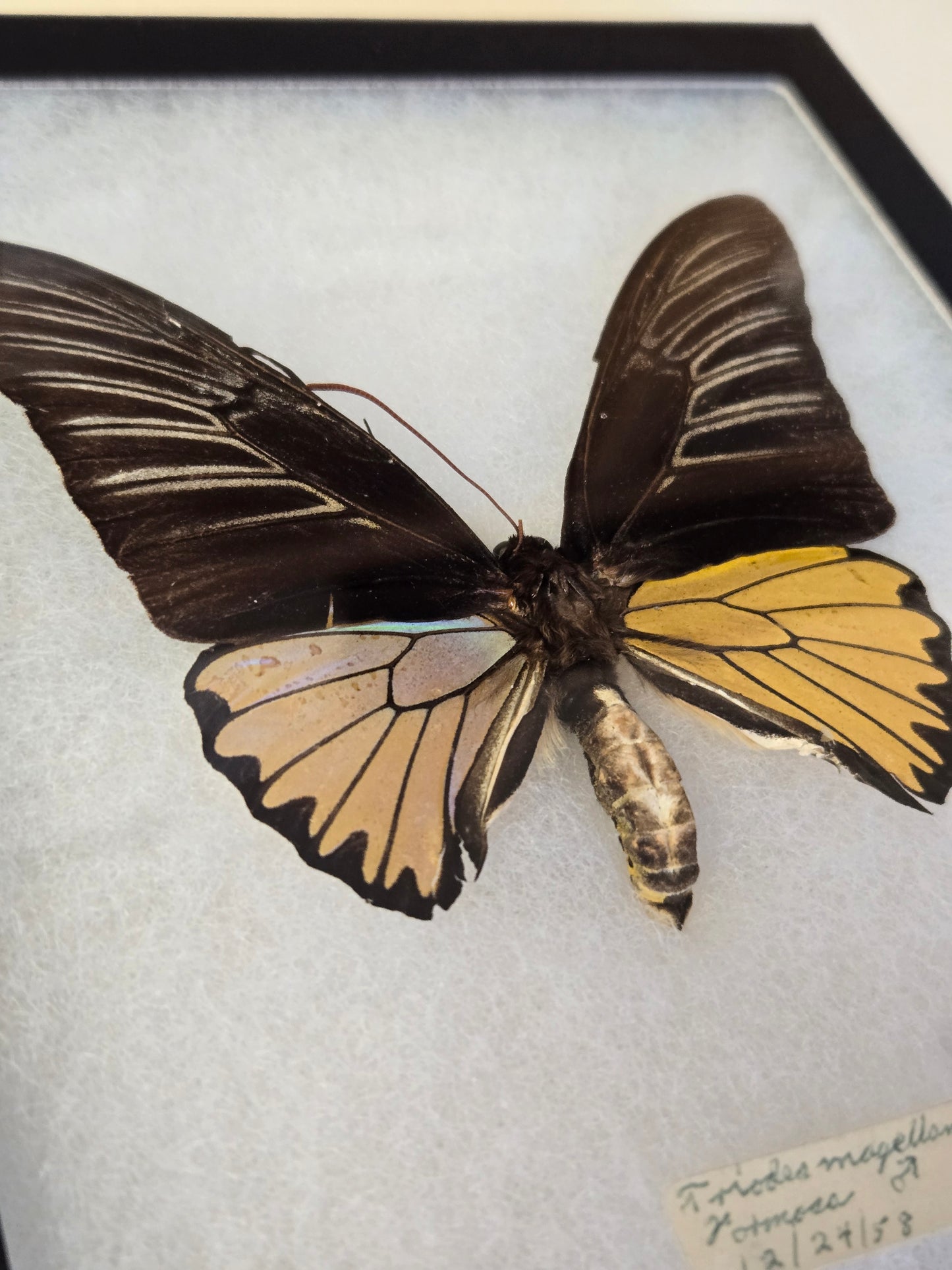 Iridescent Vintage Troides magellanus Birdwing Butterfly