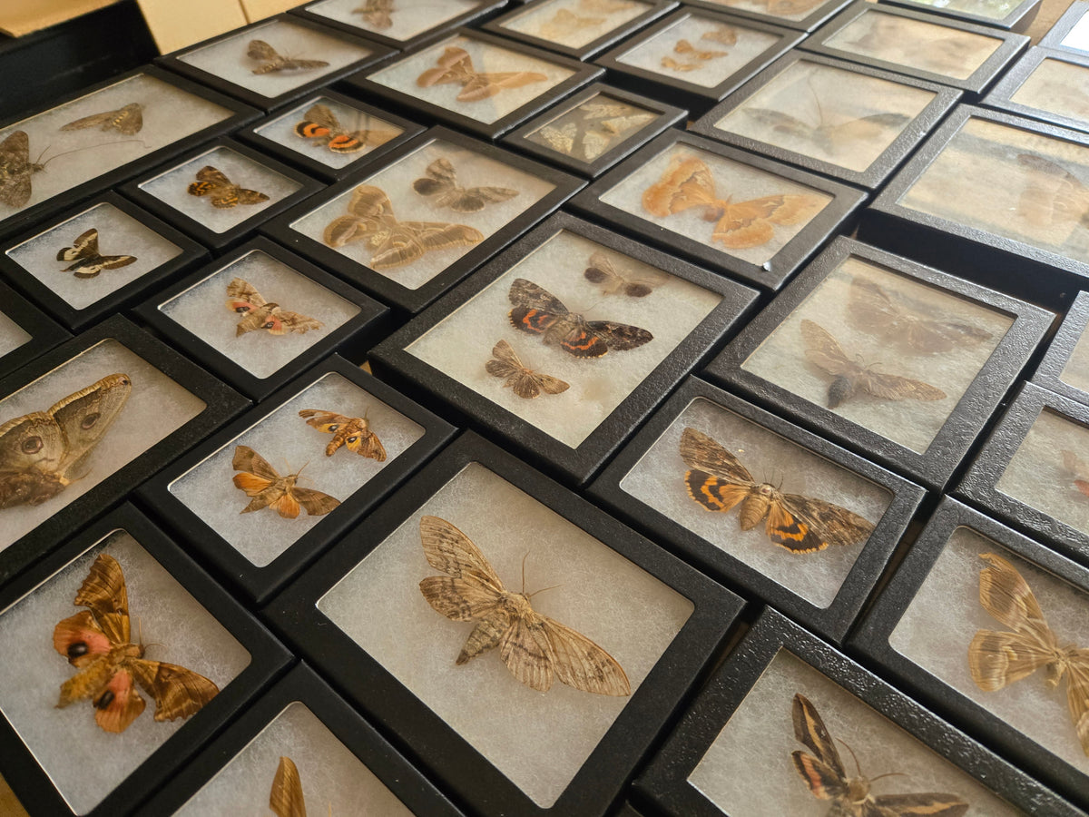 Vintage Framed Moths