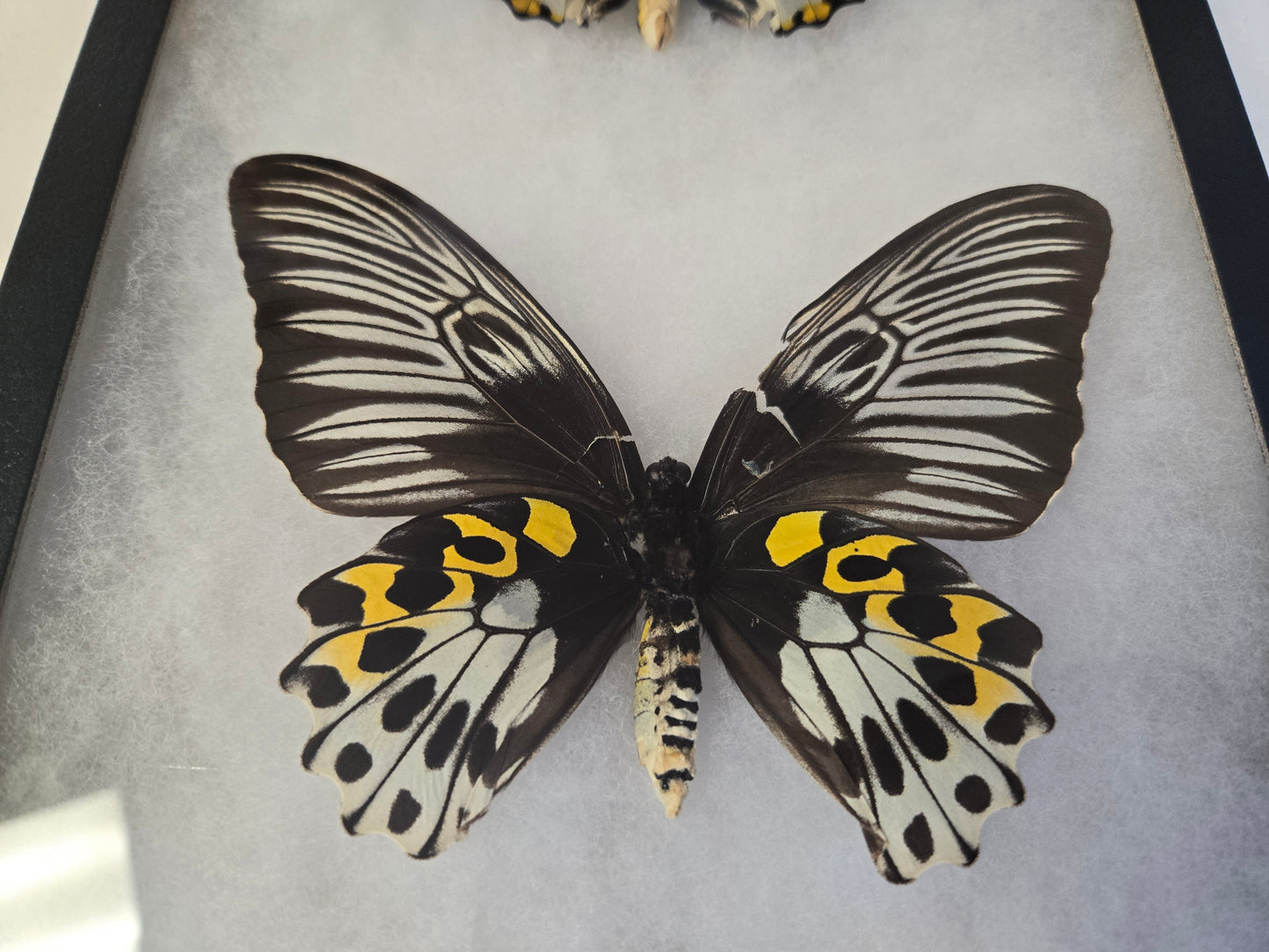 Troides hypolitus Birdwing PAIR, in Riker Frame, 'damaged'