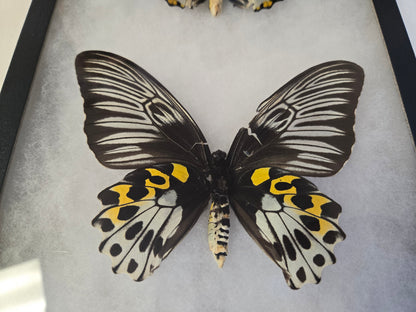 Troides hypolitus Birdwing PAIR, in Riker Frame, 'damaged'