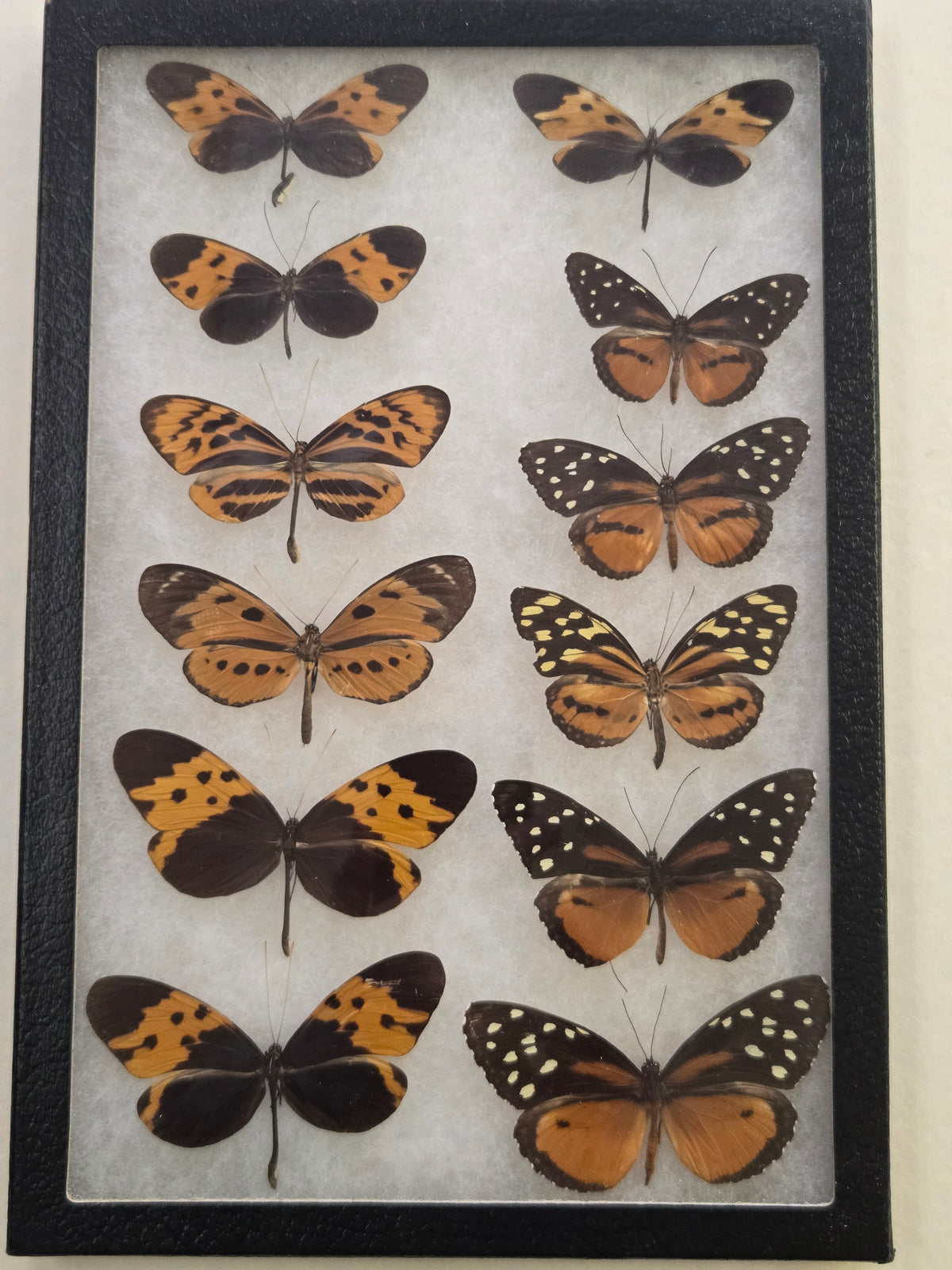 Framed Butterfly Toxic Mimicry Series (Set 2)