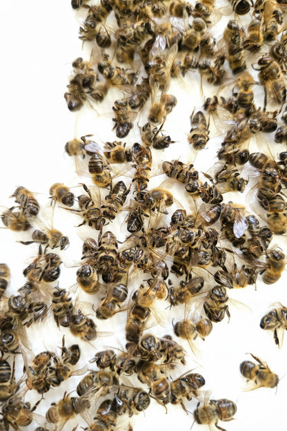 Real Honey Bees! NATURAL DEATH!