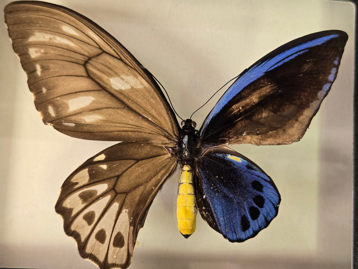 Ornithoptera p. urvillianus Gynandromorph WORLD RARITY!