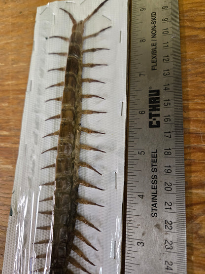 Scopendra subspines BIG centipede DAMAGED