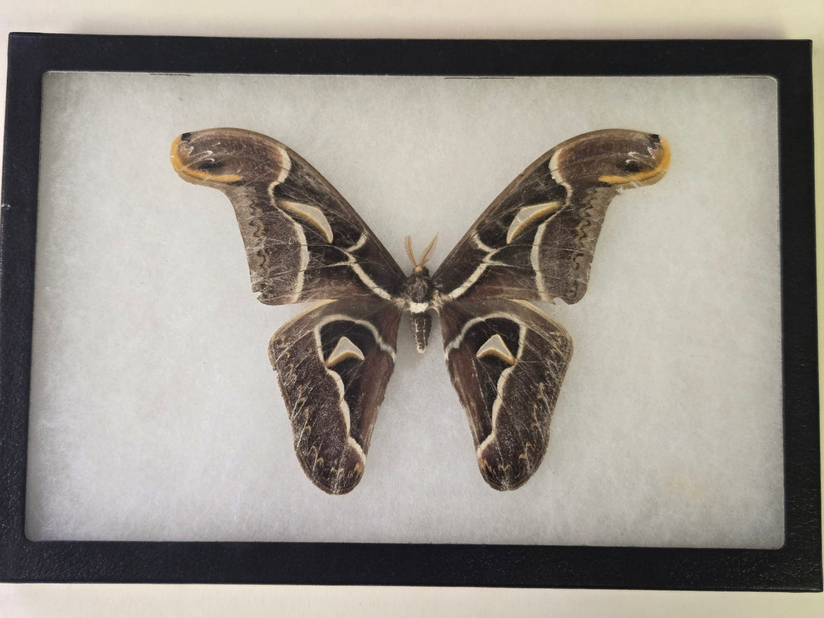 Framed Archaeoattacus edwardsii, Atlas Moth Male