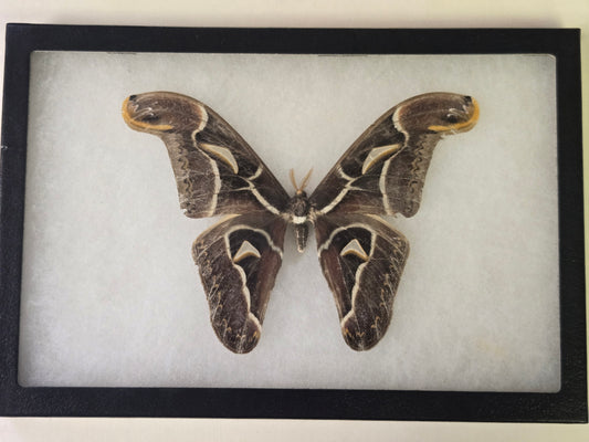 Framed Archaeoattacus edwardsii, Atlas Moth Male