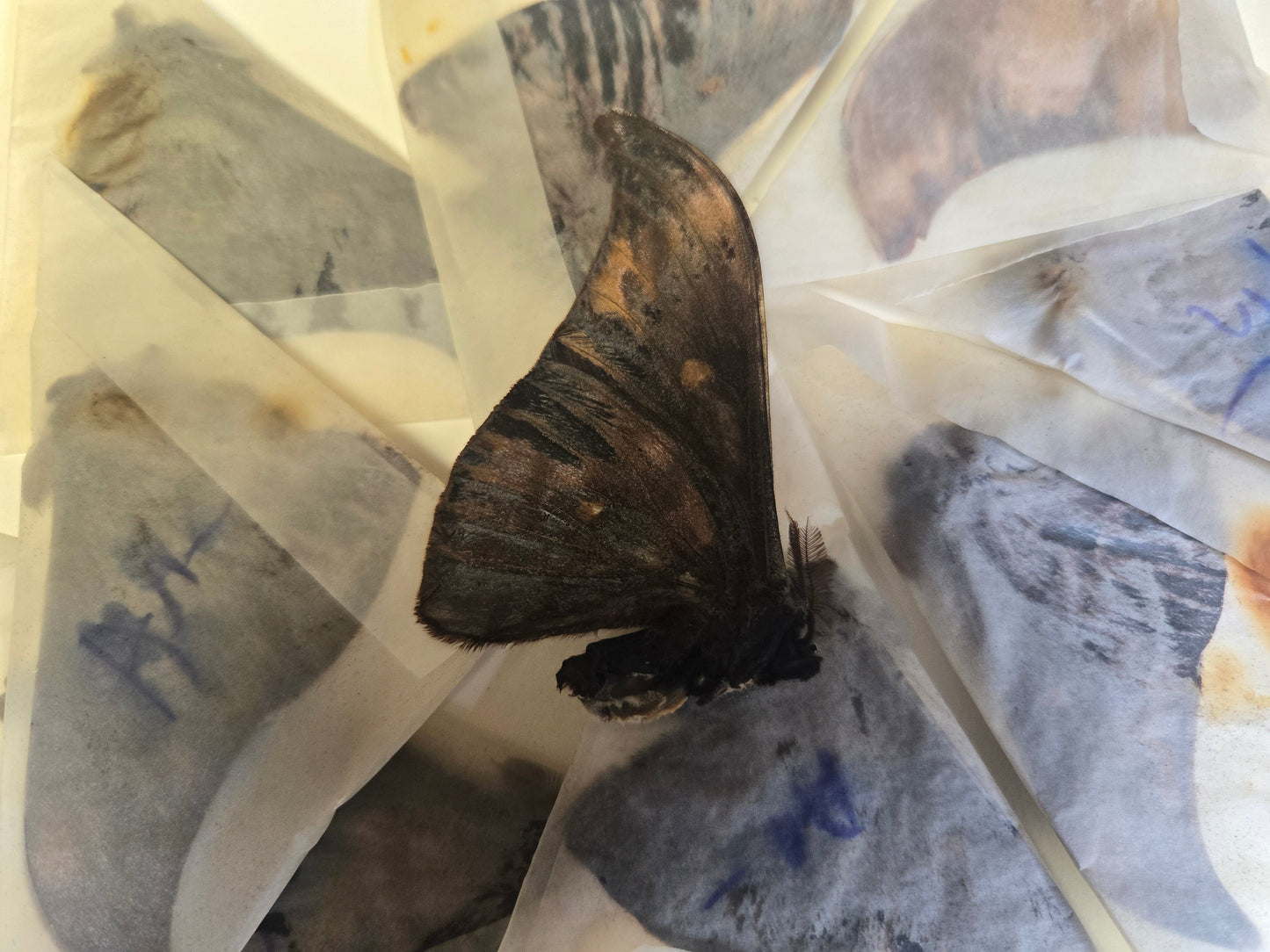 Anthereae assamensis Moth EXTREMELY GREASY