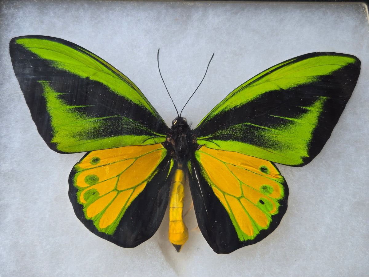 Ornithoptera goliath joycae, Goliath Birdwing PAIR, Arfuk