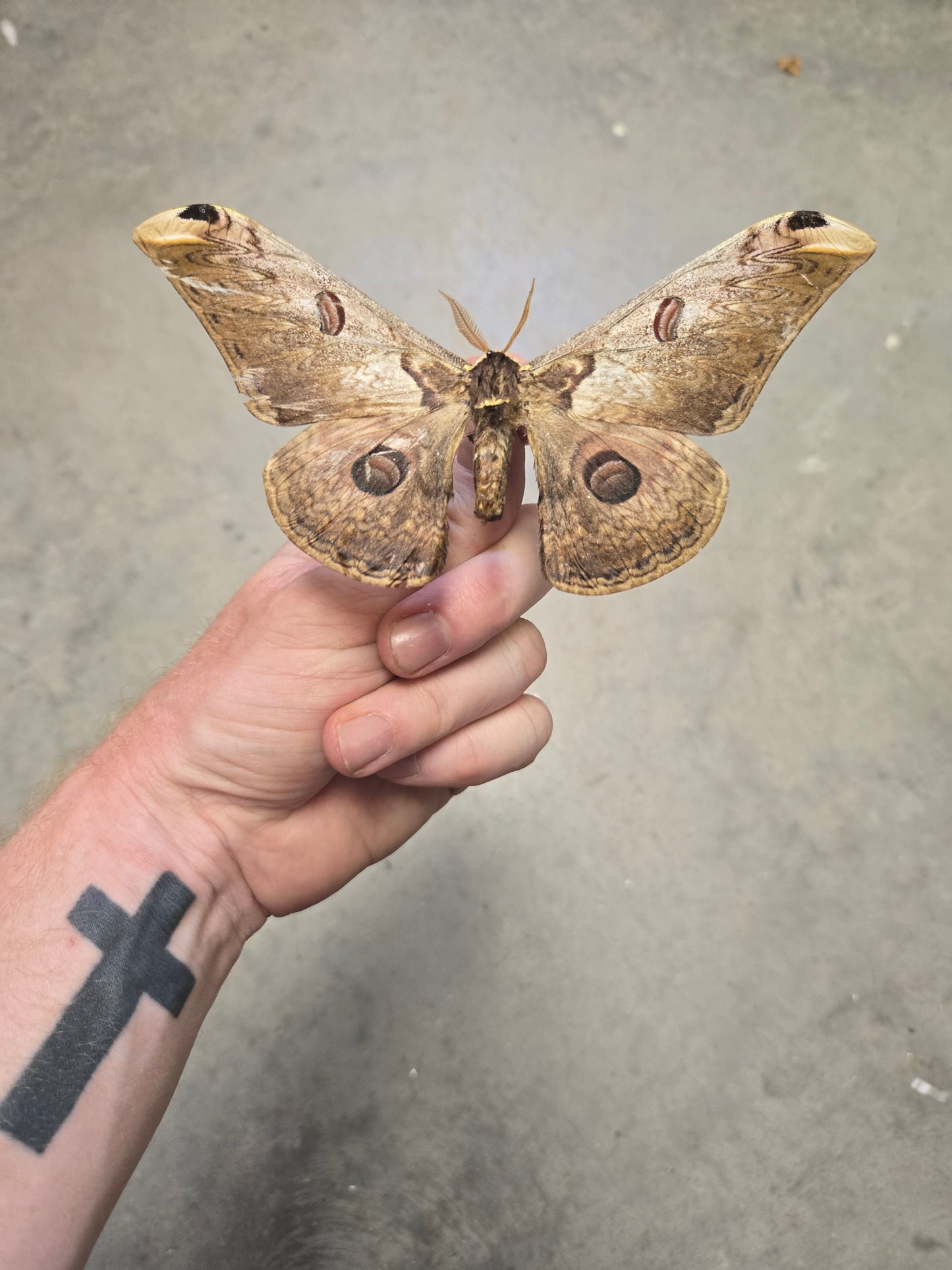Saturnia rinaca zuleika Moth, BIG!