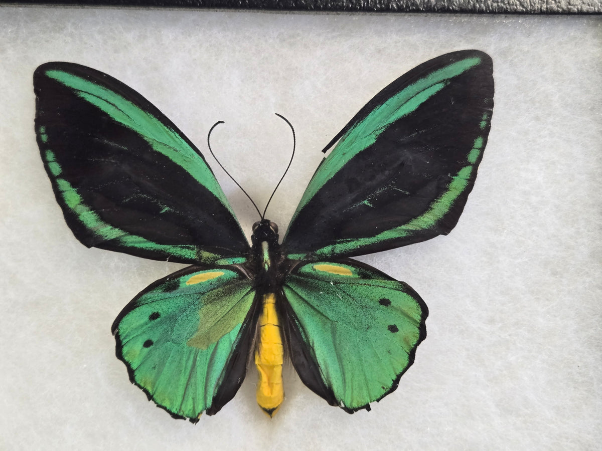 Ornithoptera priamus teucrus, Birdwing PAIR- Biak Island
