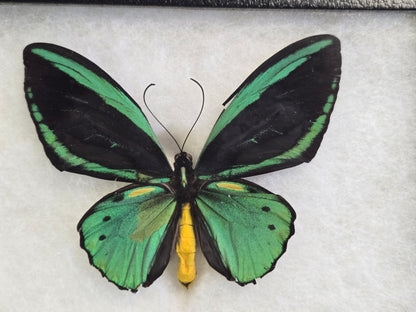 Ornithoptera priamus teucrus, Birdwing PAIR- Biak Island