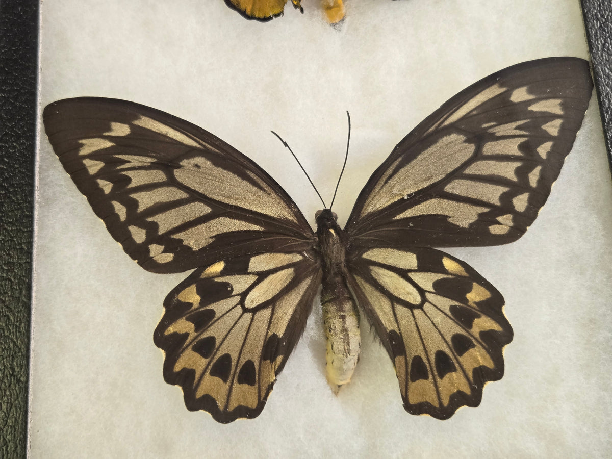 Ornithoptera croesus lydius, Golden Birdwing PAIR