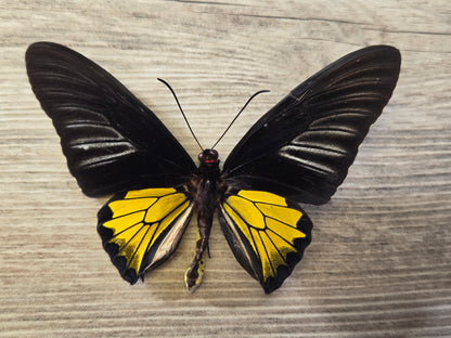 Troides rhadamantus, "Golden Birdwing", Wings Closed