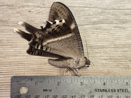 Lyssa patroclus Swallowtail Moth Male HUGE, Unspread