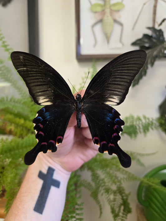 Papilio polyctor Indian Peacock Swallowtail