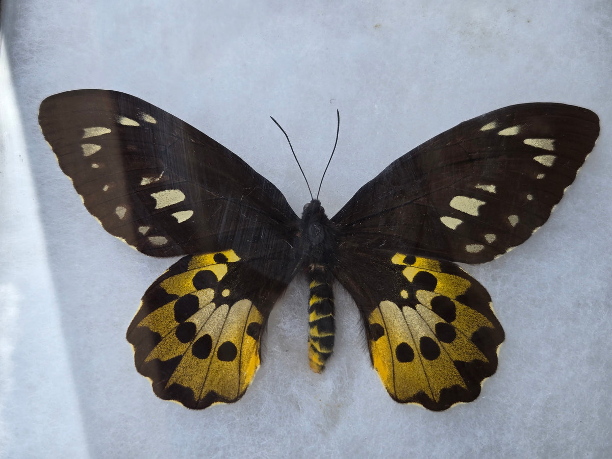 Ornithoptera rothschildi, Birdwing PAIR