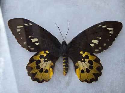 Ornithoptera rothschildi, Birdwing PAIR