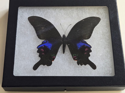 FRAMED Papilio arcturus, Blue Peacock
