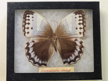 Framed Stichophthalma camadeva from INDIA