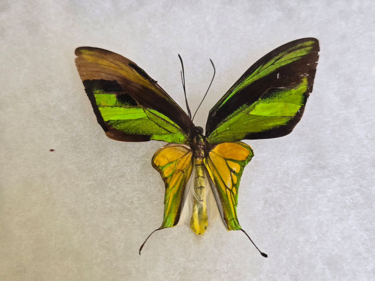 Ornithoptera meridionalis, Southern Tailed Birdwing PAIR (A2)