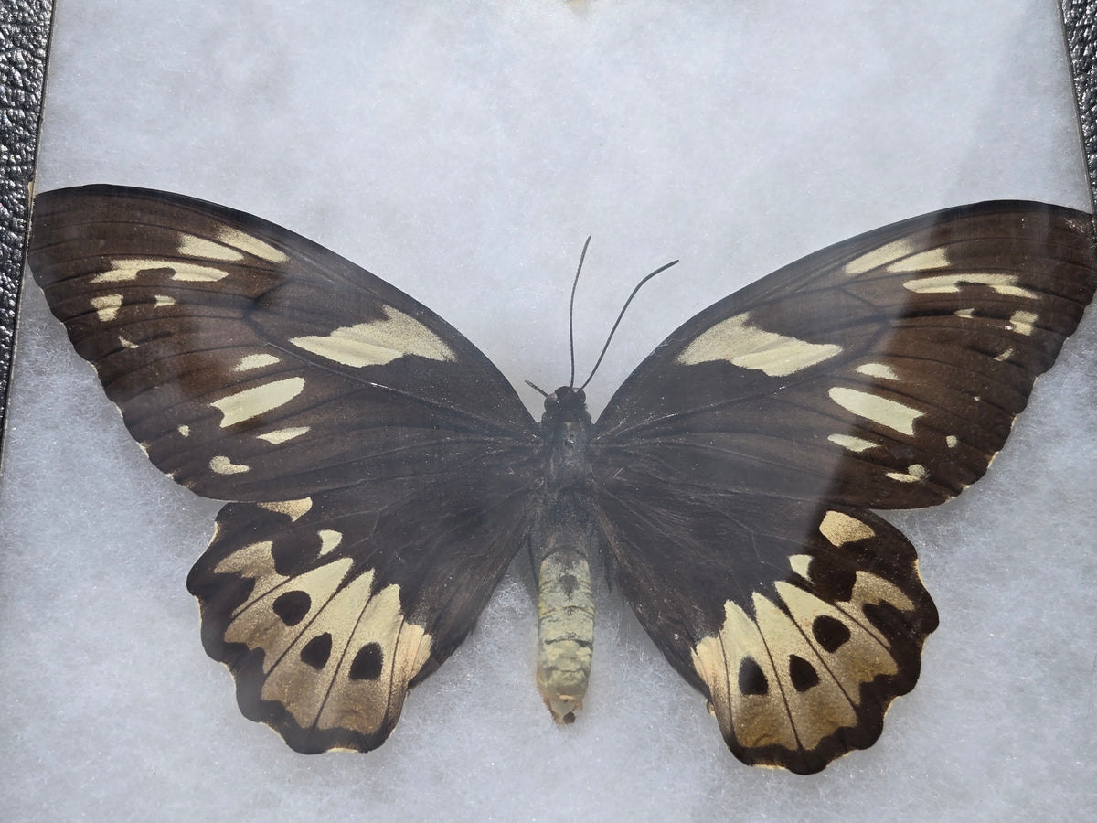 Ornithoptera priamus poseidon, Cape York Birdwing PAIR