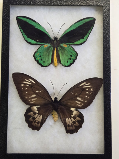 Ornithoptera priamus priamus, Birdwing PAIR