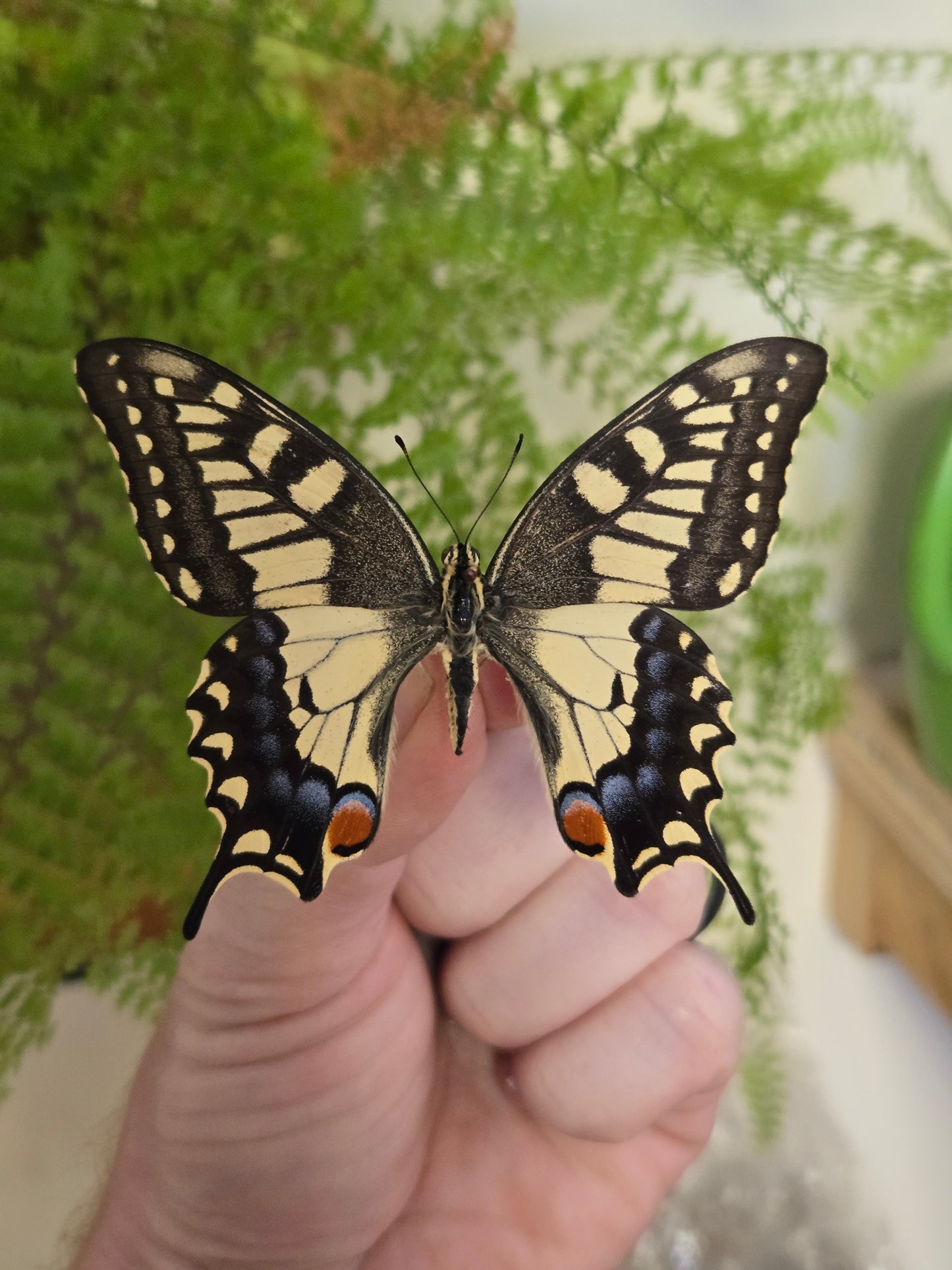 Old World Tiger Swallowtail, Papilio machaon