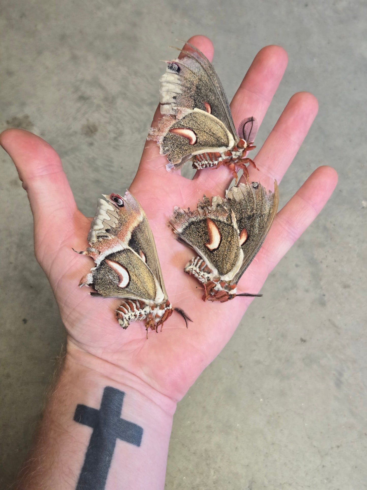 Cecropia Moth NATURAL DEATH, Hyalophora cecropia