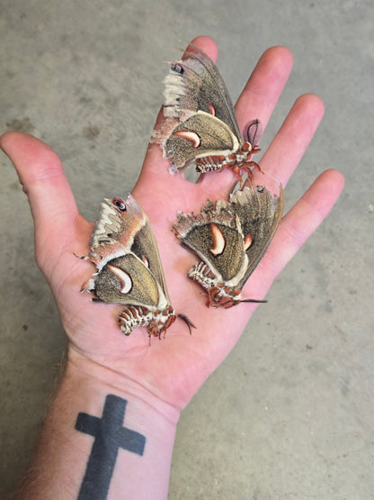 Cecropia Moth NATURAL DEATH, Hyalophora cecropia