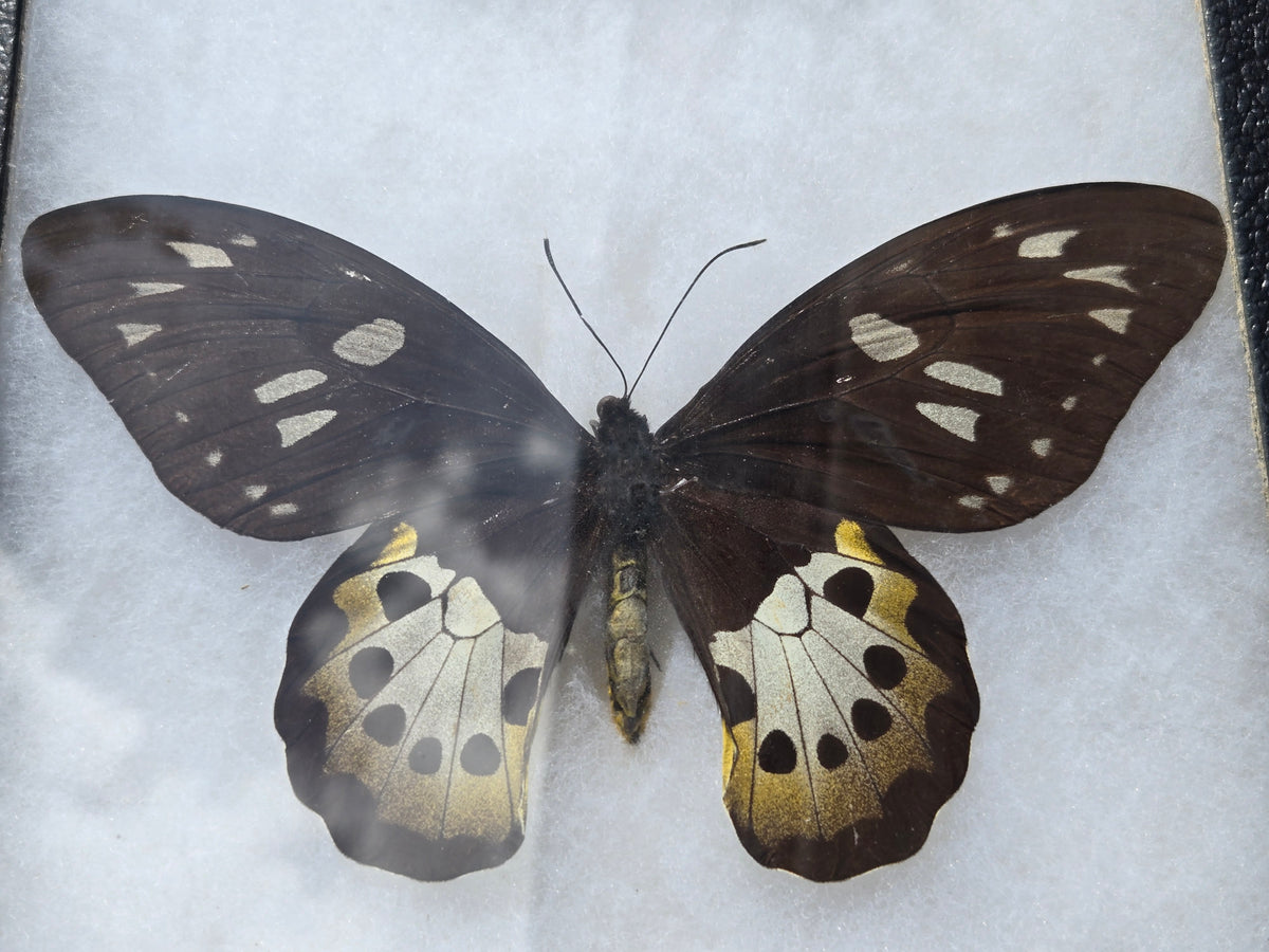 Ornithoptera tithonus, Tithonus Birdwing PAIR