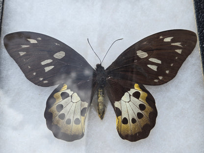 Ornithoptera tithonus, Tithonus Birdwing PAIR