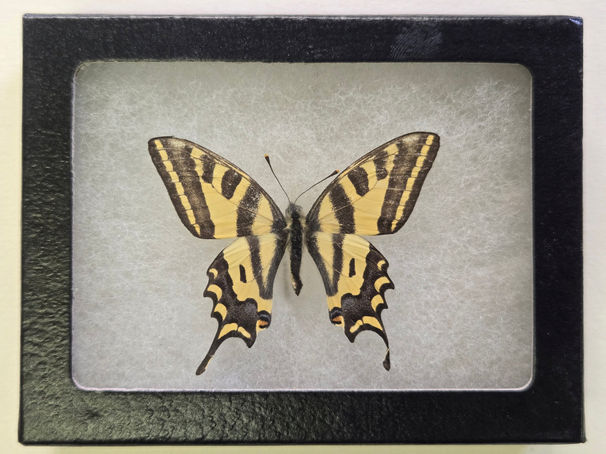 Framed Papilio alexanor Delfi, Greece