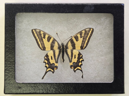 Framed Papilio alexanor Delfi, Greece