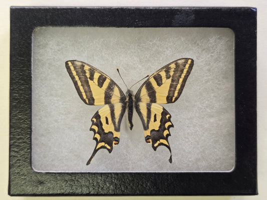 Framed Papilio alexanor Delfi, Greece