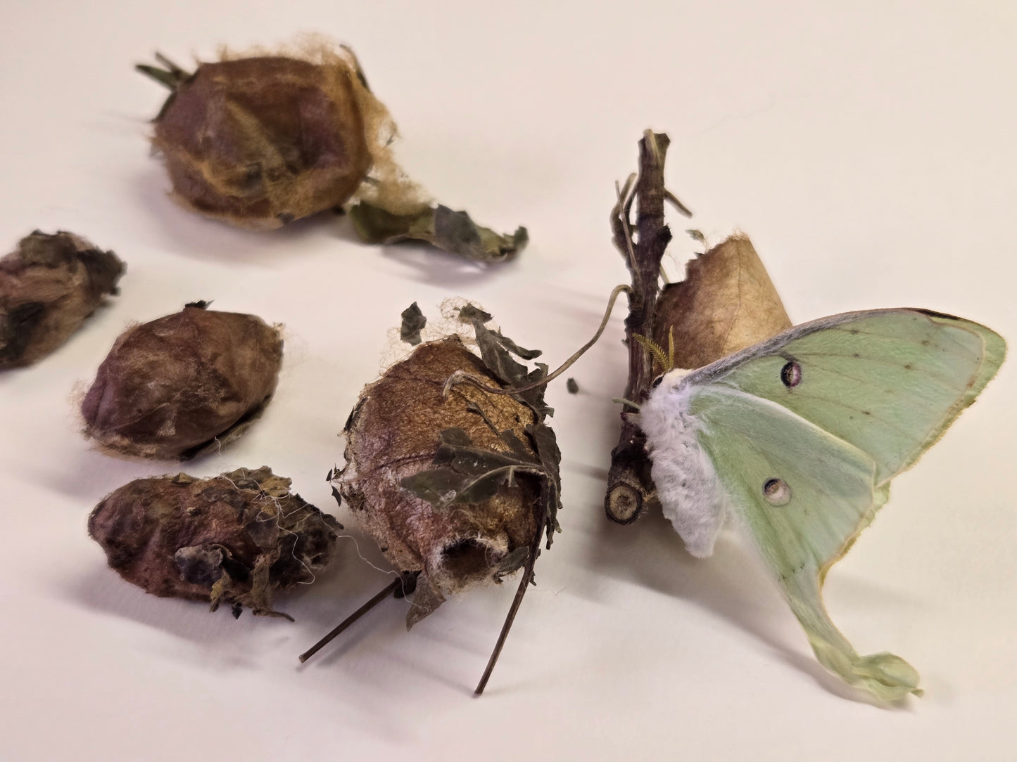 REAL Luna Moth Cocoons (Empty)