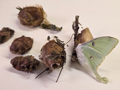 REAL Luna Moth Cocoons (Empty)