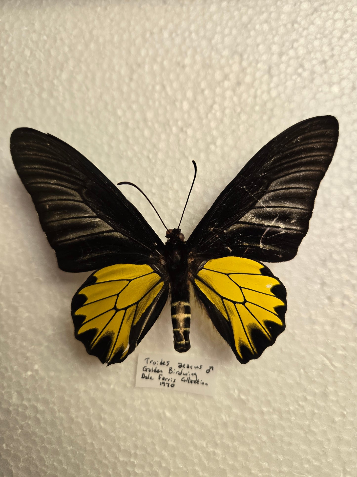 Spread Troides aeacus, 1970 birdwing butterfly, Lot 323