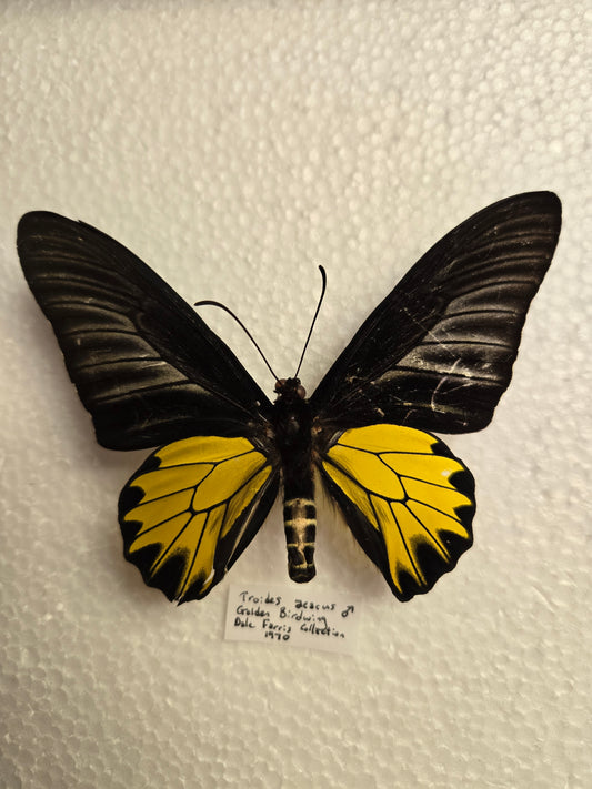 Spread Troides aeacus, 1970 birdwing butterfly, Lot 323
