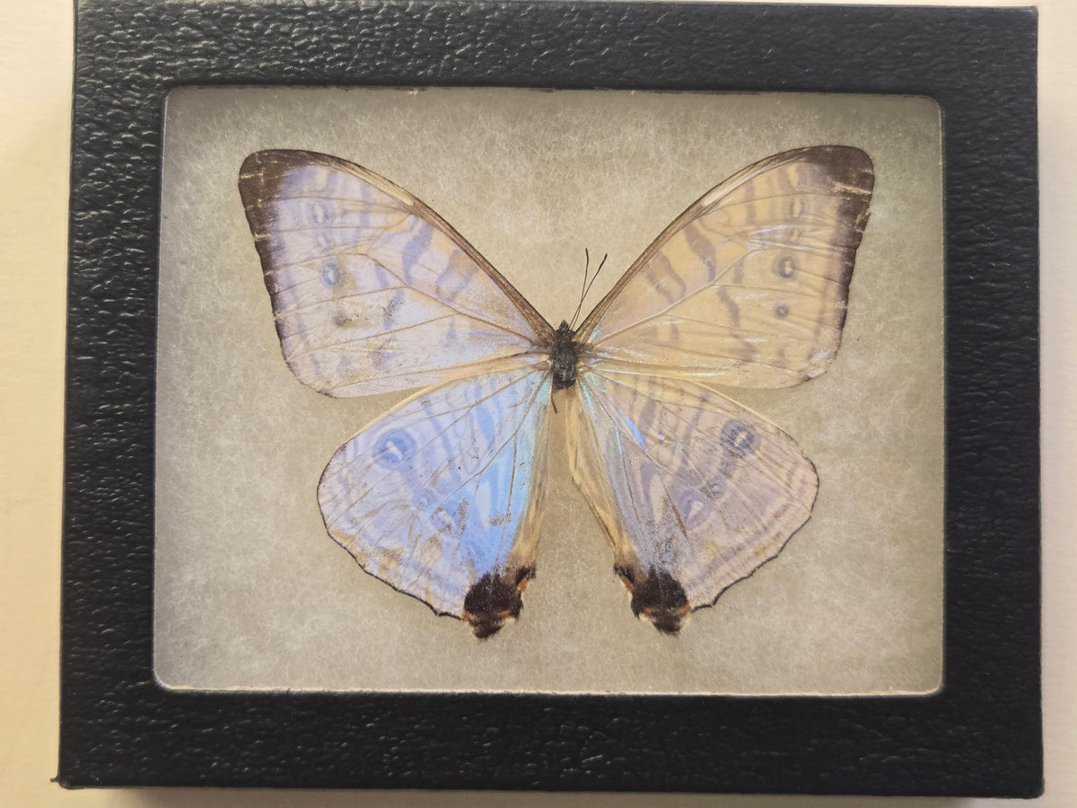 Framed Blue Morpho sulkowskyi selenaris