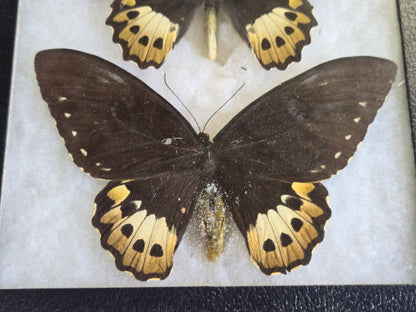 Ornithoptera priamus female variants Set of 3