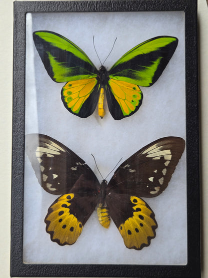 Ornithoptera goliath joycae, Goliath Birdwing PAIR, Arfuk