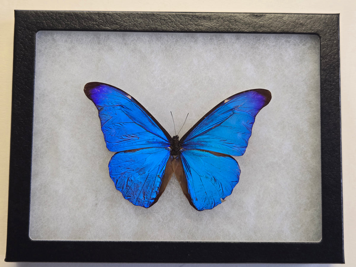 Framed Blue Morpho rhetenor rhetenor
