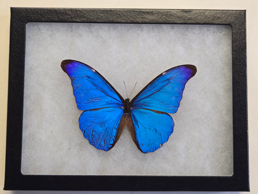 Framed Blue Morpho rhetenor rhetenor